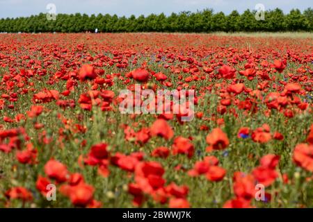 Laatzen, Germania. 03 giugno 2020. Il papavero fiorisce in un campo vicino all'ex sito Expo vicino ad Hannover. Credit: Swen Pförtner/dpa/Alamy Live News Foto Stock