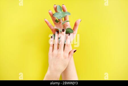 Vista dall'alto di una femmina anonima che tiene una pianta verde fresca su sfondo giallo Foto Stock