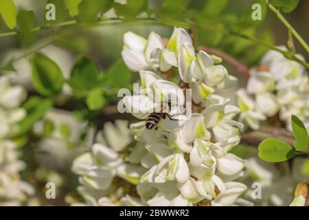 Ape sui fiori bianchi di locusta nera (nome latino Robinia pseudoaccacia) a Belgrado, Serbia Foto Stock