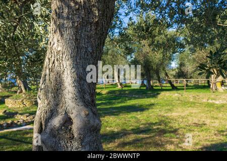 Guanto ad olio nelle Grotte di Catullo, Italia Foto Stock