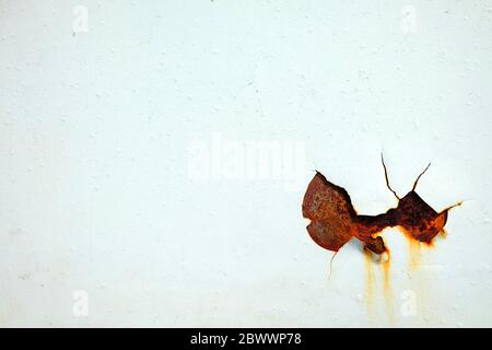 Primo piano su Rusty White Painting su Car Body background. Foto Stock