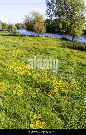 Buttercups che fiorisce accanto al sentiero Severn Way a lunga distanza a Waillodes, a nord di Gloucester UK Foto Stock