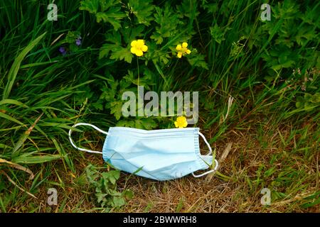 2 giugno 2020, vicino a Tonbridge, Kent, UK: Maschera di protezione scartata in fiori selvatici accanto alla hedgerow lungo una corsia di campagna, probabilmente gettata da un veicolo o ciclista che passa. I fiori gialli sono una coppa di farfalle strisciante (Ranunculus repen) Foto Stock