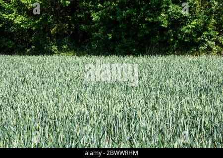 Primo piano su area di giovane terreno di grano unmatipe contro una siepe di alberi Foto Stock