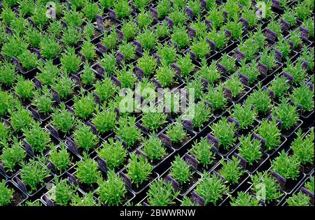 lavanda augustifolia piante di profumo blu in vasi, norfolk, inghilterra Foto Stock