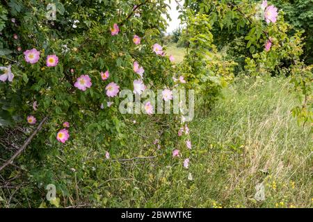 Il cane selvatico rosa che cresce vicino a Ryknild Street o Icknield Street (localmente Condicote Lane), una strada romana appena a sud del villaggio di Condicote, Cotswold. Foto Stock