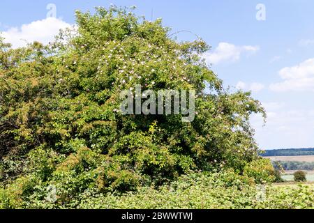 Il cane selvatico rosa che cresce vicino a Ryknild Street o Icknield Street (localmente Condicote Lane), una strada romana appena a sud del villaggio di Condicote, Cotswold. Foto Stock