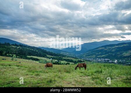 Cavalli su un bel pascolo in montagna Foto Stock