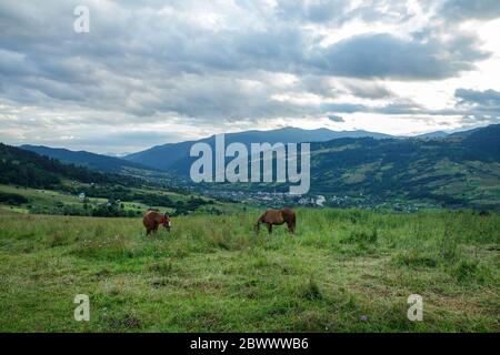 Cavalli su un bel pascolo in montagna Foto Stock