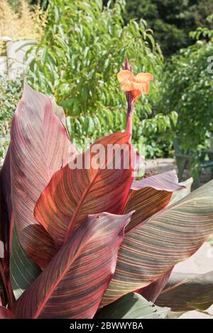 canne phasion (Heliotropium arborescens) Foto Stock