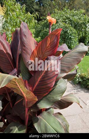 canne phasion (Heliotropium arborescens) Foto Stock