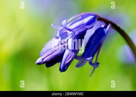 Bluebell o Wild Hyacinth (endymion non-scriptus o hyacintoides non-scripta), primo piano di una singola pianta fiorente con profondità di campo poco profonda. Foto Stock