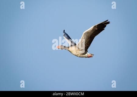 L'oca di grigiadino vola con ali aperte contro il cielo blu illuminato dal sole Foto Stock