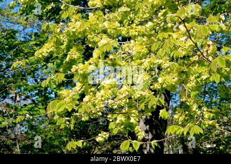 Wych Elm (ulmus glabra), che mostra un albero coperto di semi in bacche con la prima delle nuove foglie che arrivano. Foto Stock