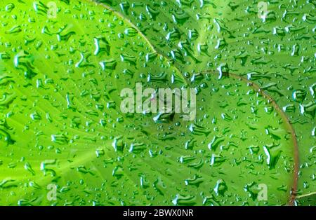gocce d'acqua e macro dettaglio delle foglie Foto Stock