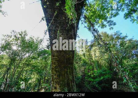 Ponte sul fiume Barbadún visto dal basso, passando attraverso la fabbrica di ferro la Olla a Galdames Foto Stock