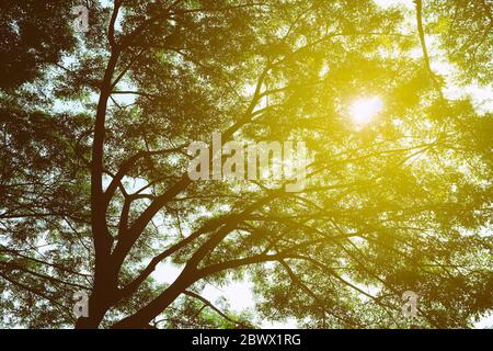 Vista dal basso dell'albero sullo sfondo del parco con Sunrise Beam. Foto Stock