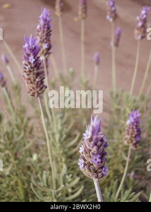 Impianto di lavanda in una stagione secca, effetto bokeh Foto Stock