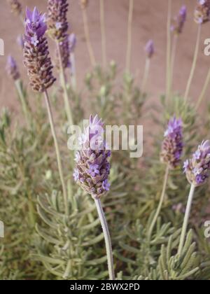 Impianto di lavanda in una stagione secca, effetto bokeh Foto Stock