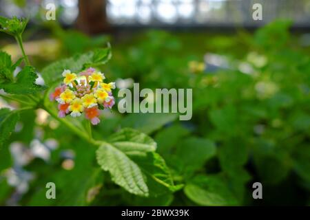 Primo piano i piccoli fiori di Lantana nel Giardino. Foto Stock