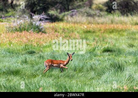 Un antilope nel mezzo della savana del Kenya Foto Stock