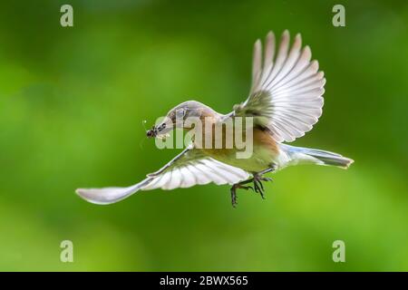 Un bluebird orientale che vola. Foto Stock