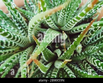 Un primo piano di una pianta Haworthiopsis attenuata Foto Stock