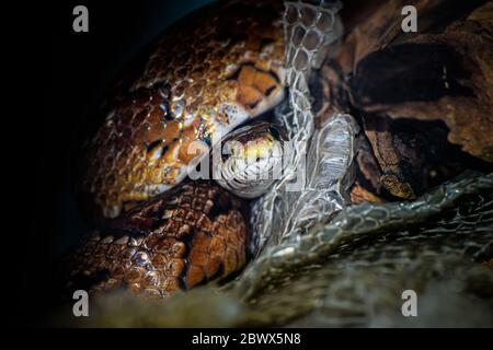 Spargimento di serpente di mais Foto Stock