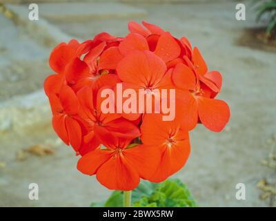 Fiore rosso con effetto bokeh Pelargonio zonale Foto Stock