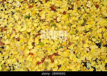 Caduta ginkgo foglie a terra in autunno sfondo. Foto Stock