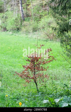 un giovane faggio in primavera con foglie secche morte Foto Stock