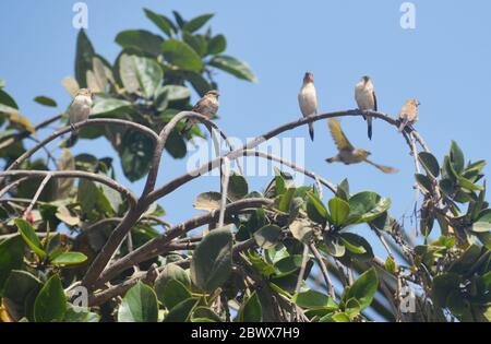 Giovani gregari di lucciole rosse (Lagonosticta senegala) arroccati su un ramo di albero in un giardino urbano di Dakar, Senegal Foto Stock