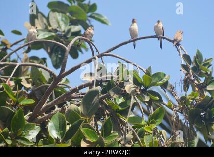 Giovani gregari di lucciole rosse (Lagonosticta senegala) arroccati su un ramo di albero in un giardino urbano di Dakar, Senegal Foto Stock