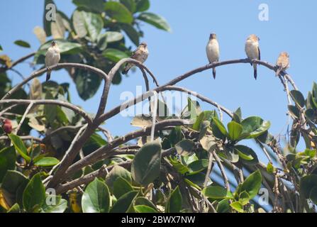 Giovani gregari di lucciole rosse (Lagonosticta senegala) arroccati su un ramo di albero in un giardino urbano di Dakar, Senegal Foto Stock