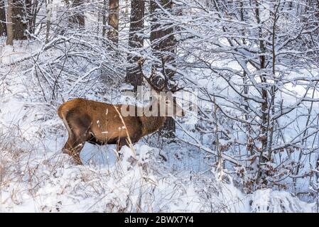 Cervi rossi maschi (Cervus elaphus) nella foresta con neve Foto Stock