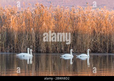 Mute cigni nel lago Kerkini in inverno Foto Stock