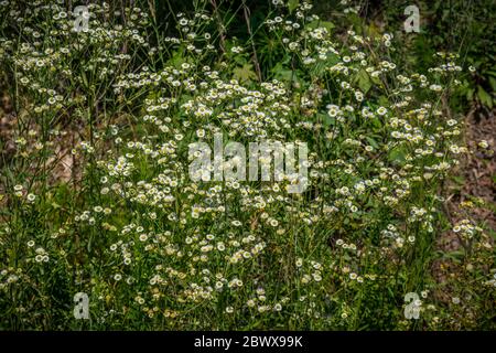 Un grande gruppo di piante fleabane margherita che crescono in un campo un favorito tra api e altri insetti bianco luminoso con centri gialli e steli lunghi A. Foto Stock