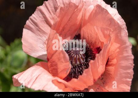 vista ravvicinata di un fiore rosa di papaver Foto Stock