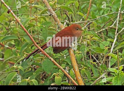 Squirrel-cucuculo comune (Piaya cayana thermophila) adulto arroccato sul ramo Panacam, Honduras febbraio 2016 Foto Stock