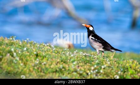 Il pied myna o Asian pied starling è una specie di Starling ha trovato nel subcontinente indiano e del sud-est asiatico. Foto Stock