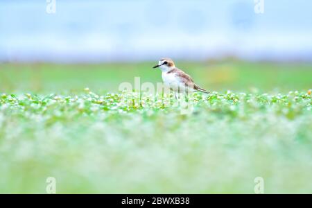 Il pentastre è un piccolo uccello cosmopolita della famiglia Charadriidae che si alleva sulle rive di laghi salini, lagune e coste, popula Foto Stock