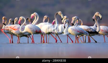 Questi famosi uccelli rosa si trovano in regioni calde e acquose di molti continenti. Favoriscono ambienti come estuari e laghi salini o alcalini. Foto Stock