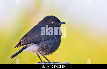 Il pied bush chat è un piccolo uccello passerine trovato che spaziano da Ovest Asia e Asia centrale per il subcontinente indiano e del sud-est asiatico. Foto Stock