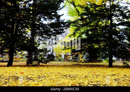 Caduta foglie di Maidenhair a terra nel Parco pubblico in autunno. Foto Stock
