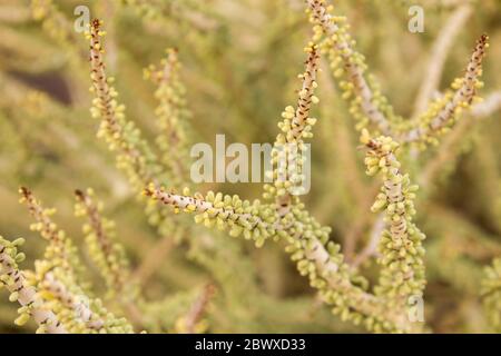 Primo piano delle foglie che ricopriscono densamente il gambo del bush di maiale di Namaqua (Portulacaria namaquensis), noto anche come falsa portulacaria Foto Stock