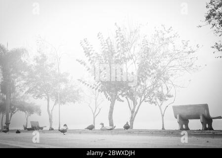 Un gregge di anatre che riposano in una mattina foggosa Foto Stock