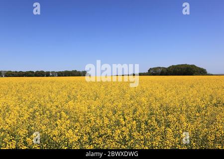 Golden raveseed fiorente sotto un azzurro chiaro, estate, cielo sui ludi dello Yorkshire, Foto Stock