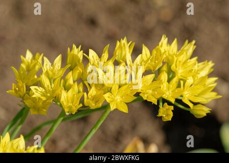 Fiori di Allium Moly, talvolta chiamati Lily Leek, aglio giallo o aglio dorato. Foto Stock