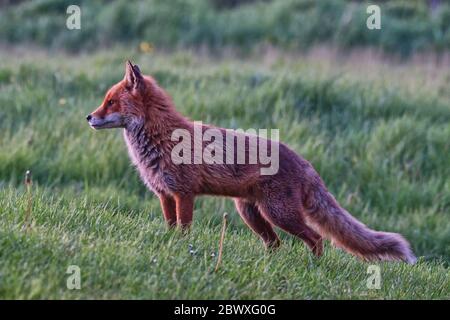 Volpe rossa Foto Stock