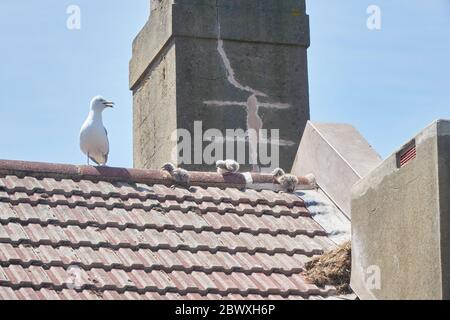 Pulcini di nuovo Herring Gull, Regno Unito Foto Stock